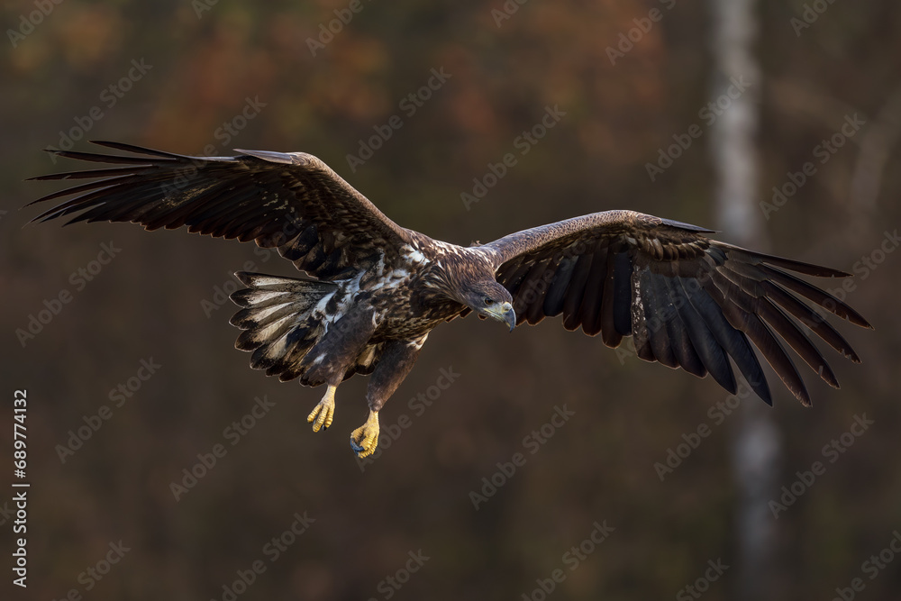 Obraz premium White Eagle tail 