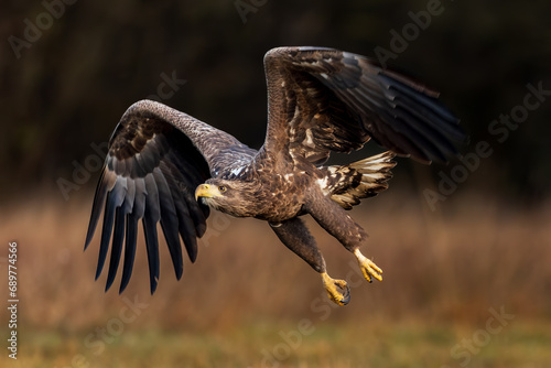 White Eagle tail 