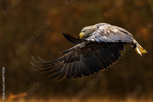 White Eagle tail 