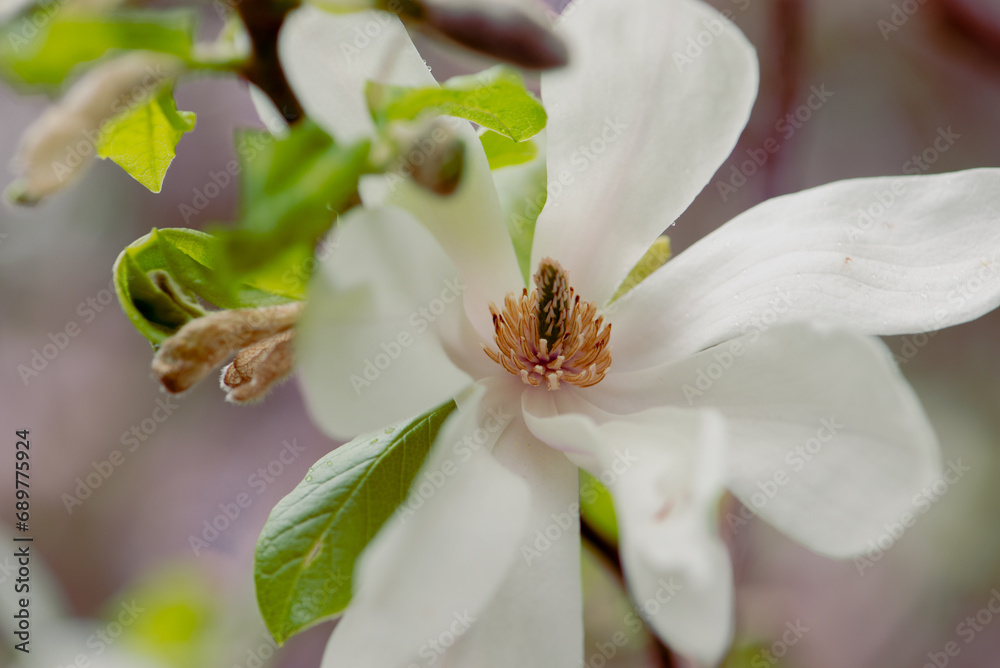 Last flowers of magnolia in the season. Beautiful White Magnolia Flower is fading. Close up of a pistil of magnolia flower in the end of flowering season. Last flowers of magnolia in the season. Beautiful White Magnolia Flower is fading. Close up of a pistil of magnolia flower in the end of flowering season.