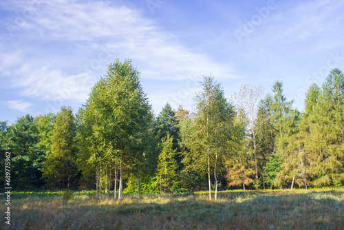 Birch trees in a forest - sunny summer day in Poland