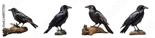 Collection of black ravens standing on the rock, on the wooden branch, isolated on white background