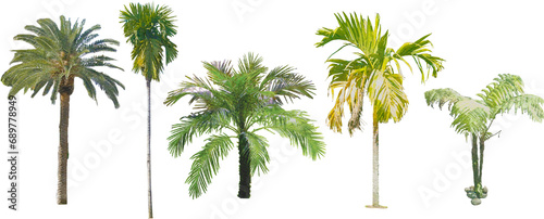 set of watercolor hand drawn paintings with asset illustrations of coconut and palm tree isolated on white background. High resolution transparent PNG, random 5 palm tree species