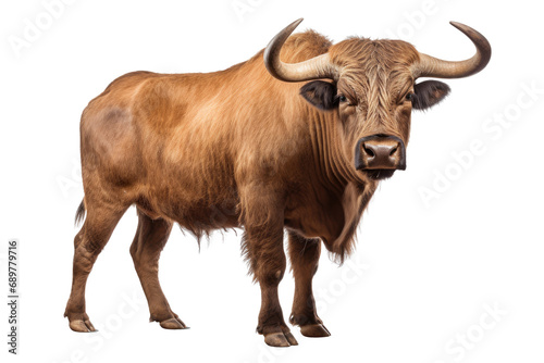 Strongest dark brown bull with muscles and long horns portrait looking at camera isolated on clear png background, Animals Fighter concept
