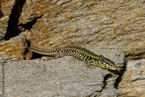 Skyros-Mauereidechse // Skyros wall lizard (Podarcis gaigeae) - Insel Skyros, Griechenland photo