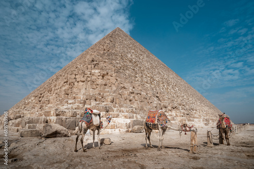 three camels at the base o Keops  pyramid. El Cairo . Egypt