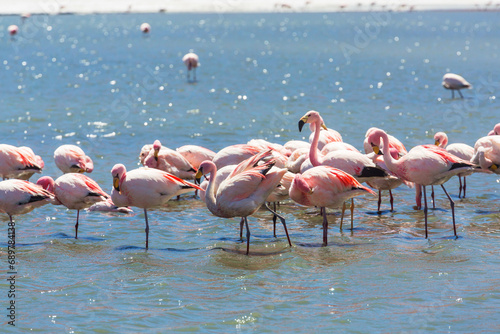 Flamingo in Bolivia