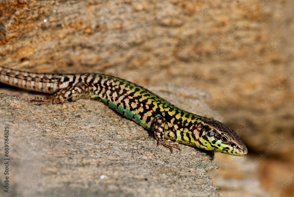 Naklejka premium Skyros-Mauereidechse // Skyros wall lizard (Podarcis gaigeae) - Insel Skyros, Griechenland