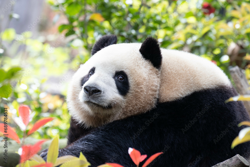 Fototapeta premium Cute Sweet Panda, Mei Lan aka Rou Rou. Panda Valley