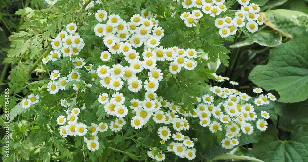 Feverfews (Tanacetum parthenium). Dense flattopped clusters of small