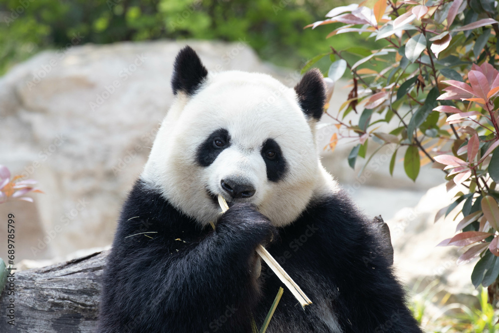Close up Panda eating Bamboo Close up Panda eating Bamboo