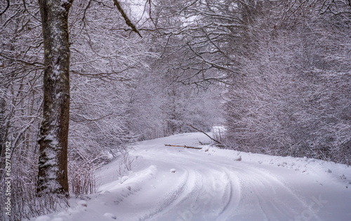 Winter Road and Forest at Morning