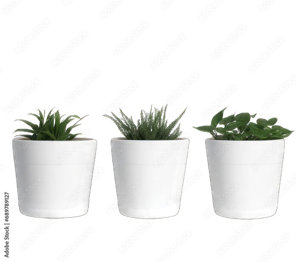 Obraz premium cactus in a pot