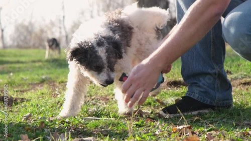 male hands putting a dog collar and leash on his dog, walking outside photo