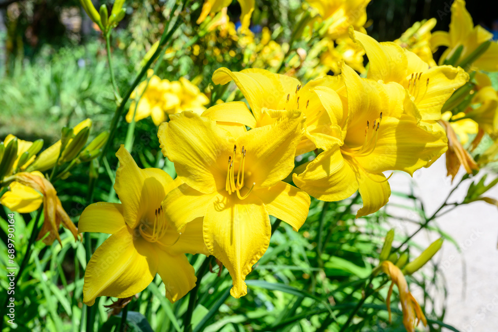 The yellow lily flower. Yellow lily flower, known as Lilium parryi, beautiful.