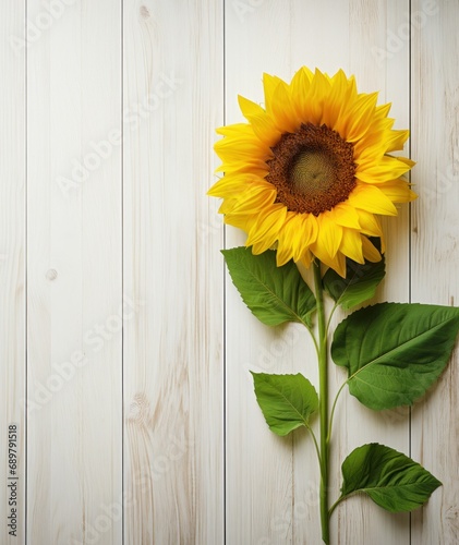 a real sunflower on a background of whitewashed boards. a place for the text.