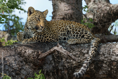 Leopard cub in the tree hiding for a hyena in a Game Reserve in the greater Kruger region in South 