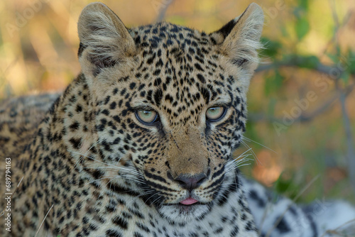 Portrait of a Leopard cub in Sabi Sands Game Reserve in the greater Kruger region in South Africa   