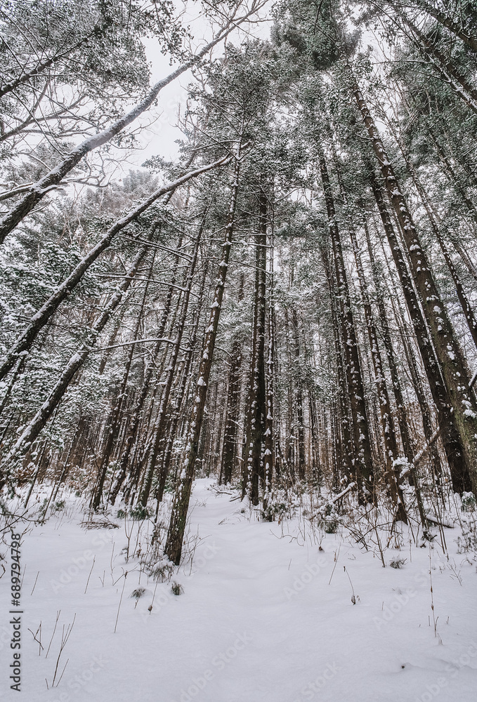 Taiga, winter forest. Pine trees in a snowy forest on a winter day. Forest covered with snow. Taiga, winter forest. Pine trees in a snowy forest on a winter day. Forest covered with snow.