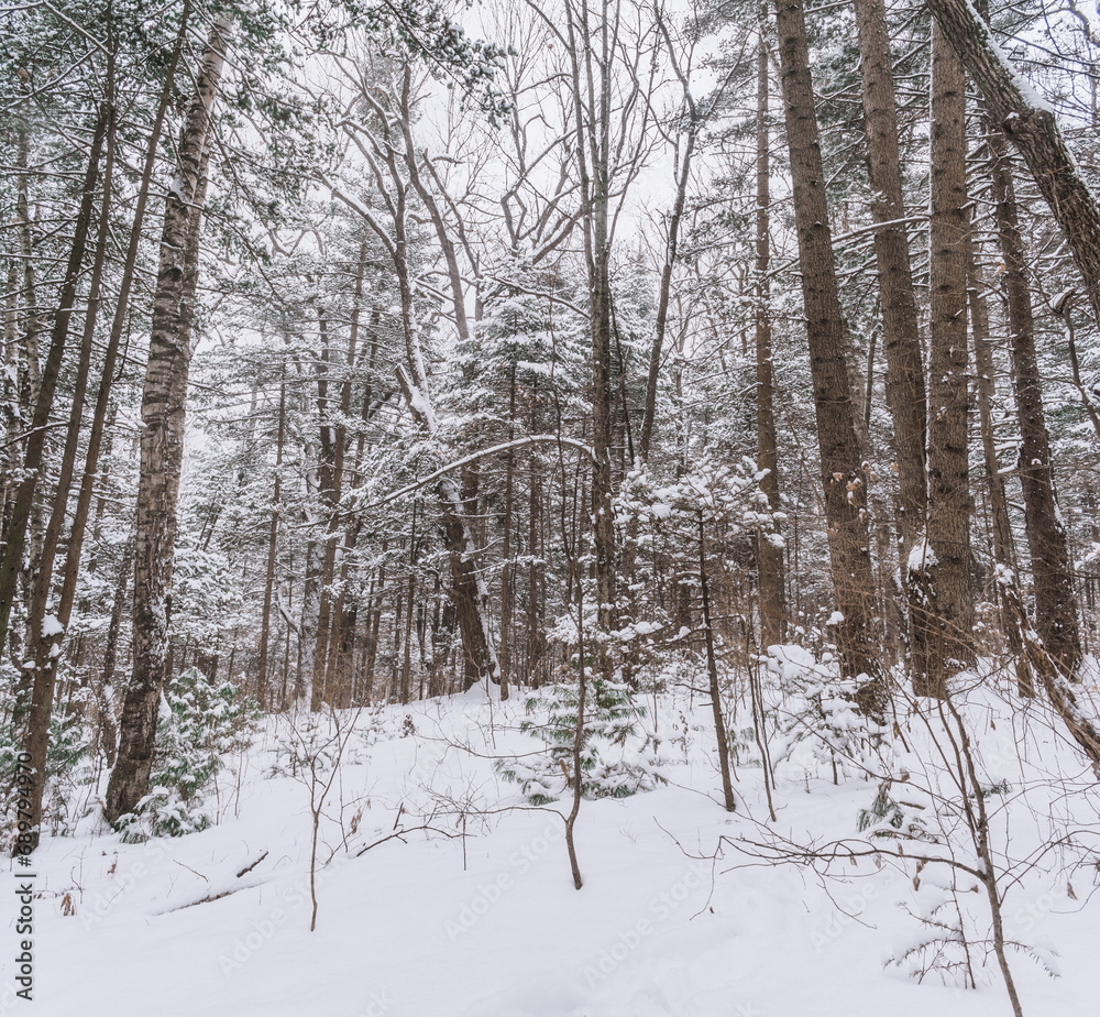 Taiga, winter forest. Pine trees in a snowy forest on a winter day. Forest covered with snow.