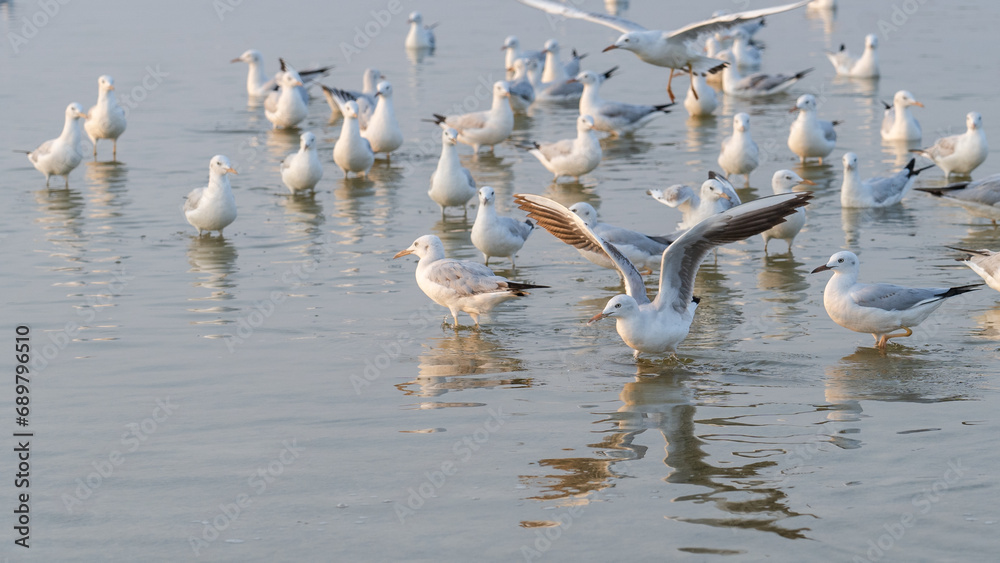 MIGRATORY FLOCK OF SEAGULL BIRDS ON THE SHORES OF SALALAH MIGRATORY FLOCK OF SEAGULL BIRDS ON THE SHORES OF SALALAH