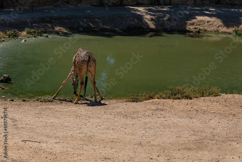 Giraffe drinking water from the lake