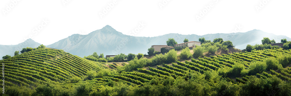 Rolling hills adorned with lush vineyards, panoramic view, cut out