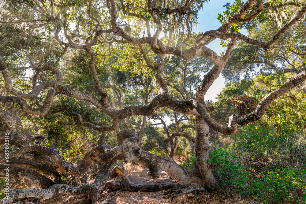 tree in the forest tree in the forest