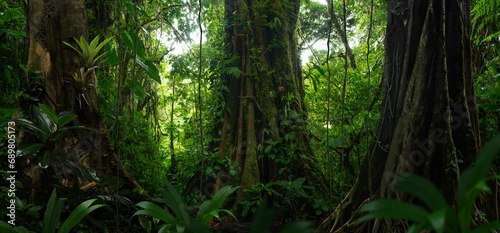 Tropical rainforest with big trees © quickshooting
