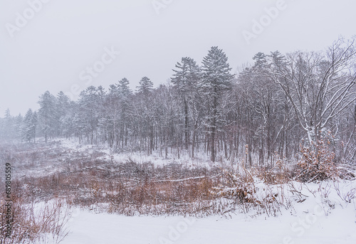 Wallpaper Mural Taiga, winter forest. Pine trees in a snowy forest on a winter day. Forest covered with snow. Torontodigital.ca