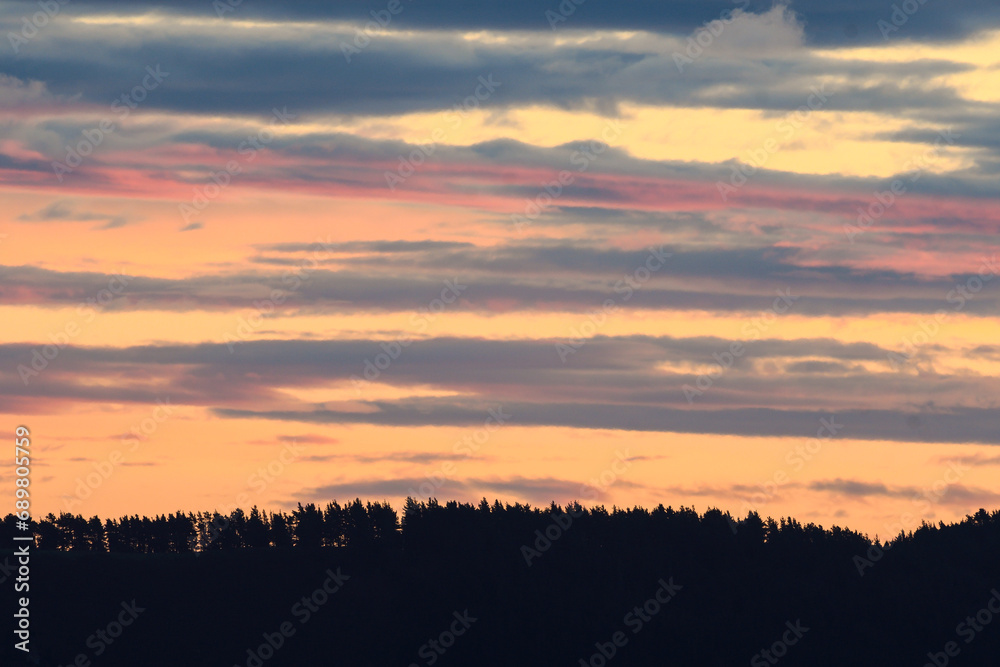 Silhouette of some pine trees with the reddish dawn sky
