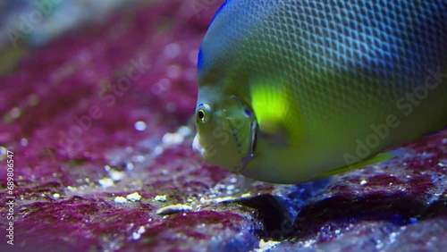 Close-up Shot Of A Queen Angelfish photo