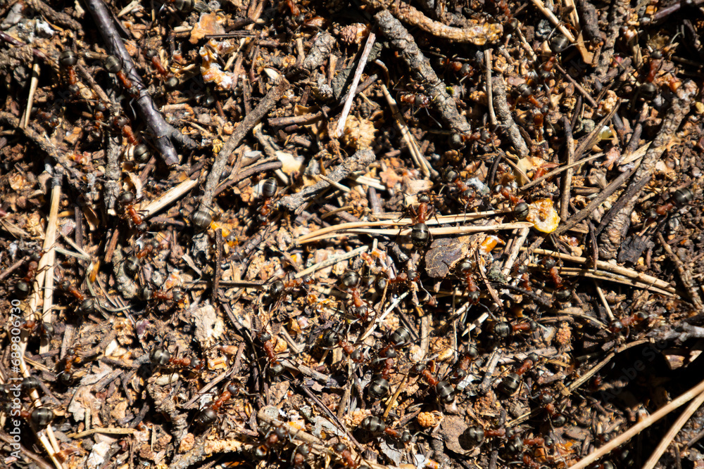 Ants close-up. Ants family. Little black ants are at work. Ants with prey at the entrance to the termite mound. Clay and small stones texture. Mink in the ground. Green grass near termite mound Ants close-up. Ants family. Little black ants are at work. Ants with prey at the entrance to the termite mound. Clay and small stones texture. Mink in the ground. Green grass near termite mound