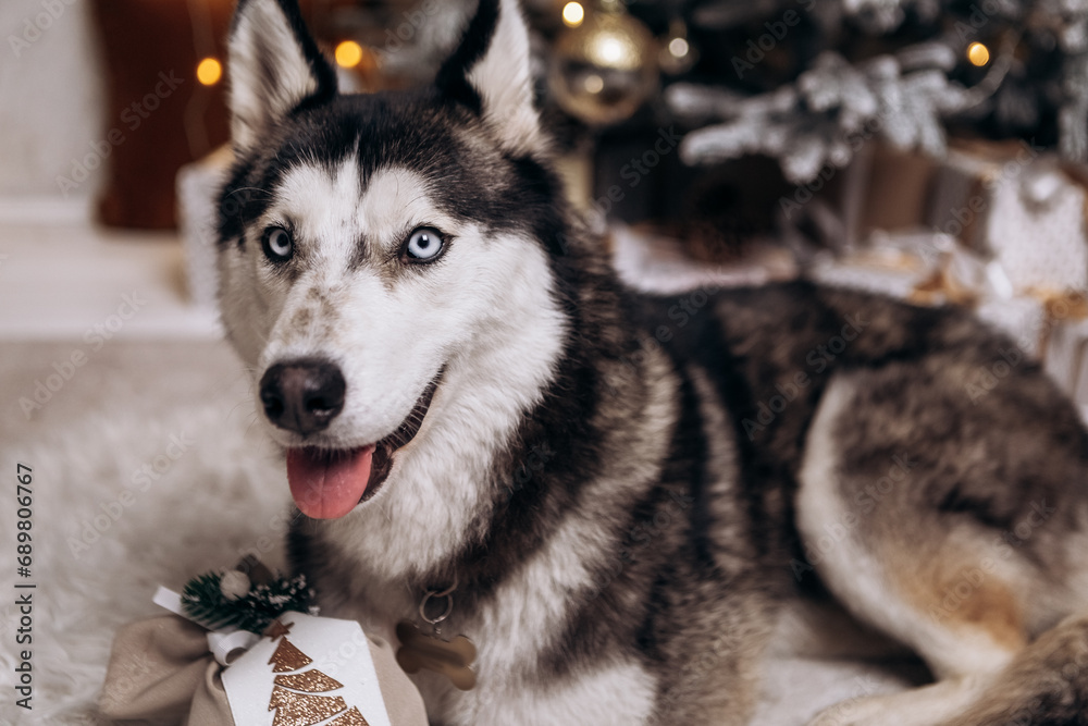 Obraz premium Purebred black and white siberian husky sitting on the carpet, Christmas Tree New Year decorations toys balls decorated interior holiday vacation atmosphere gifts presents garlands 