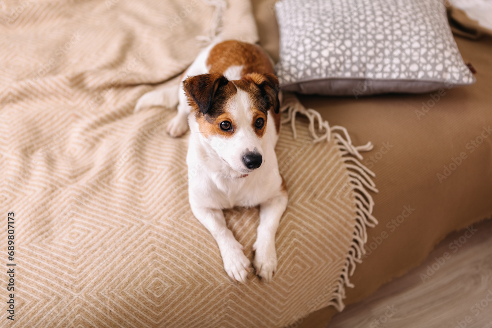 Purebred jack russell terrier lying on bed, Christmas Tree New Year decorations toys balls decorated interior holiday vacation atmosphere gifts presents garlands
Purebred jack russell terrier lying on bed, Christmas Tree New Year decorations toys balls decorated interior holiday vacation atmosphere gifts presents garlands