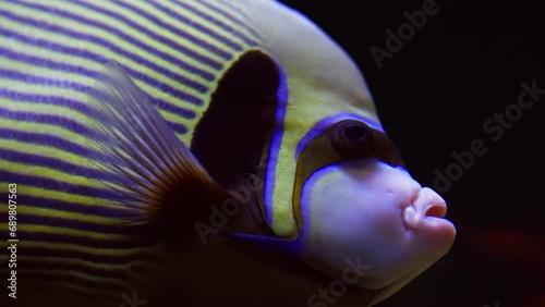 Detailed View Of An Emperor Angelfish photo