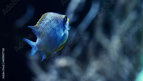 A Ternate Damselfish Up Close
