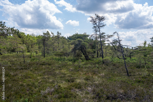Moor landscape with trees photo