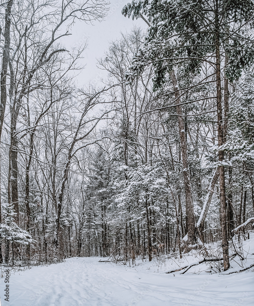 Fototapeta premium Taiga, winter forest. Pine trees in a snowy forest on a winter day. Forest covered with snow.