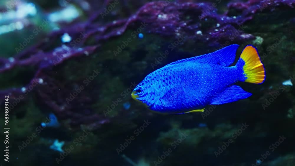 Graceful Swim Of Orangetail Blue Damselfish Graceful Swim Of Orangetail Blue Damselfish
