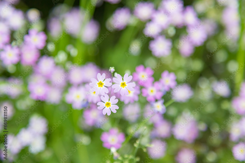 Primula mistassinica, also known as mistassini primrose, lake mistassini primrose or bird's-eye primrose, is a flowering herb of the genus primula. Primula mistassinica, also known as mistassini primrose, lake mistassini primrose or bird's-eye primrose, is a flowering herb of the genus primula.