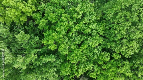 View from above of the green forest.  photo