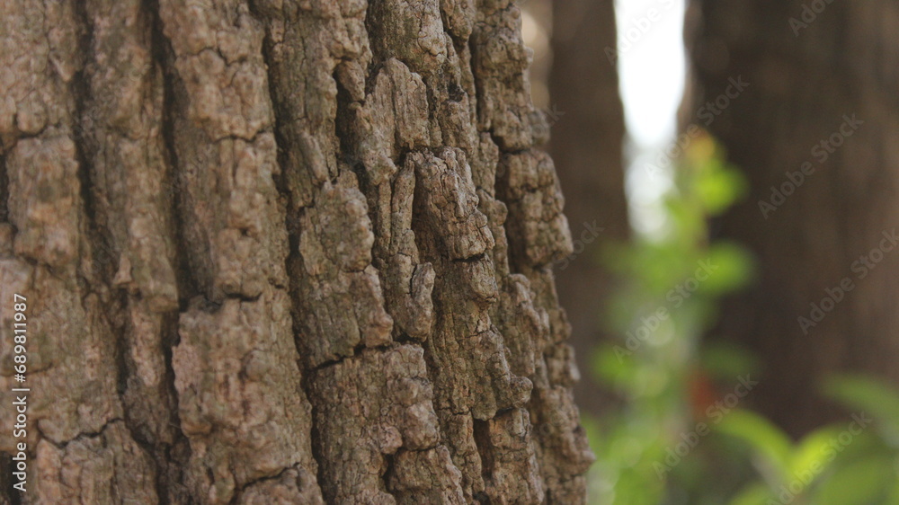 Obraz premium bark of a tree