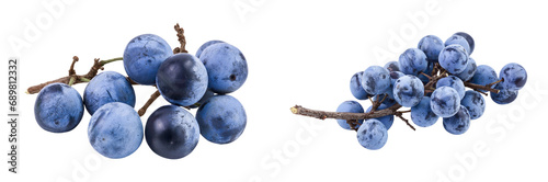 Fresh blackthorn berries with twig, prunus spinosa isolated on white background with full depth of field