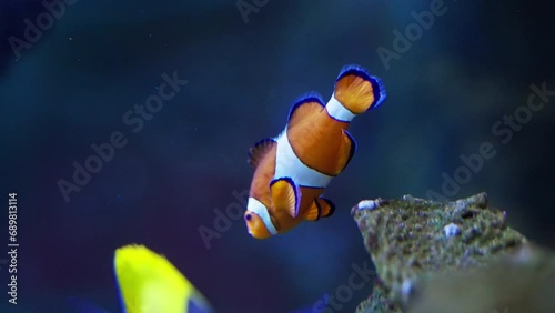 Lone Ocellaris Clownfish Gliding photo