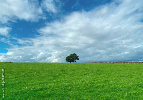 Extensive grassland, with dry stone walls, and a solitary tree, on the horizon, on a cloudy day in, Allerton, UK photo