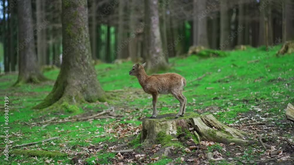 Little deer in woods. Baby deer in forest. Small roe in nature in forest area. Roe child in a wooded park. Wild animal in their natural environment. Odocoileus virginianus. Cervidae. Hirsche. Little deer in woods. Baby deer in forest. Small roe in nature in forest area. Roe child in a wooded park. Wild animal in their natural environment. Odocoileus virginianus. Cervidae. Hirsche.