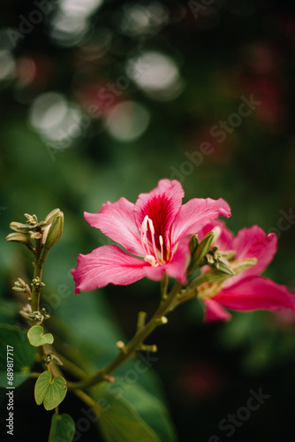 pink tropical flower © shannonbray