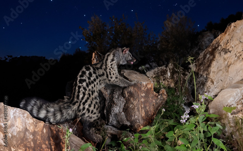 Common genet in studio photo