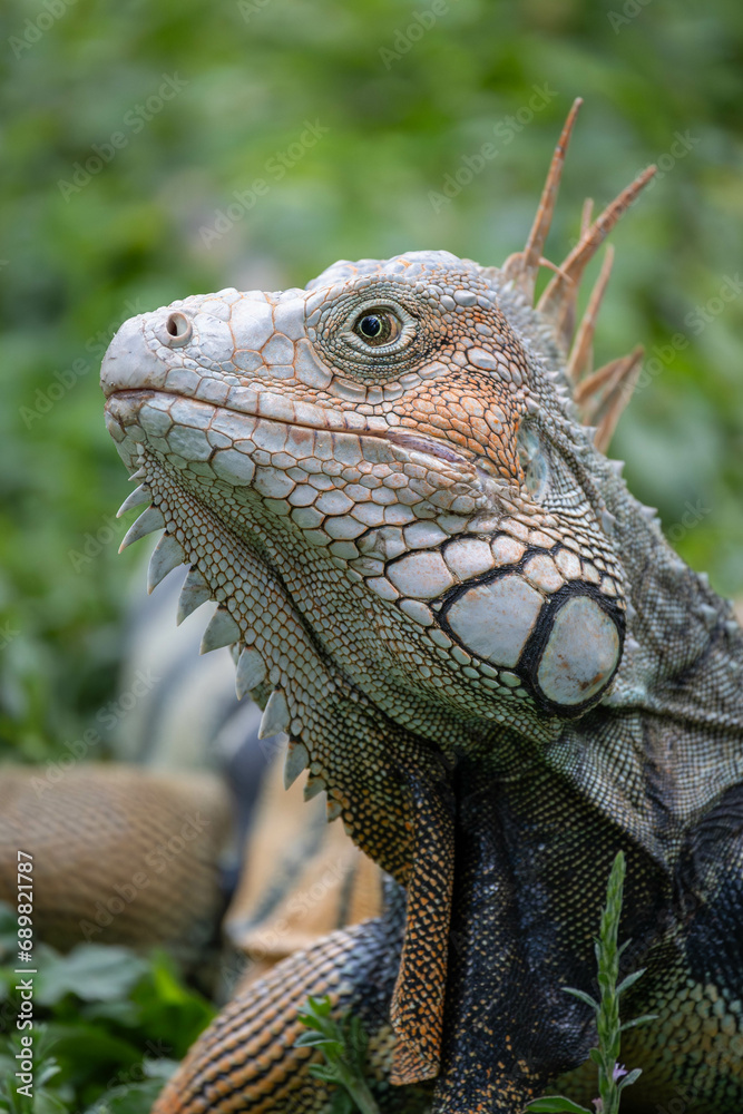 Naklejka premium portrait of an iguana